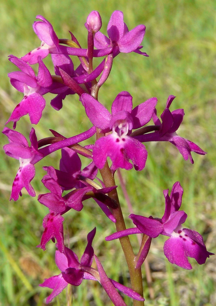 La Valle delle orchidee, Sassano e Monte San Giacomo 9 e 10 maggio 2015